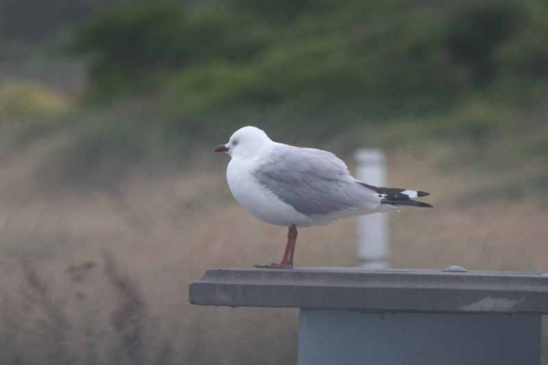Nieuw-Zeeland 2011 - 1076